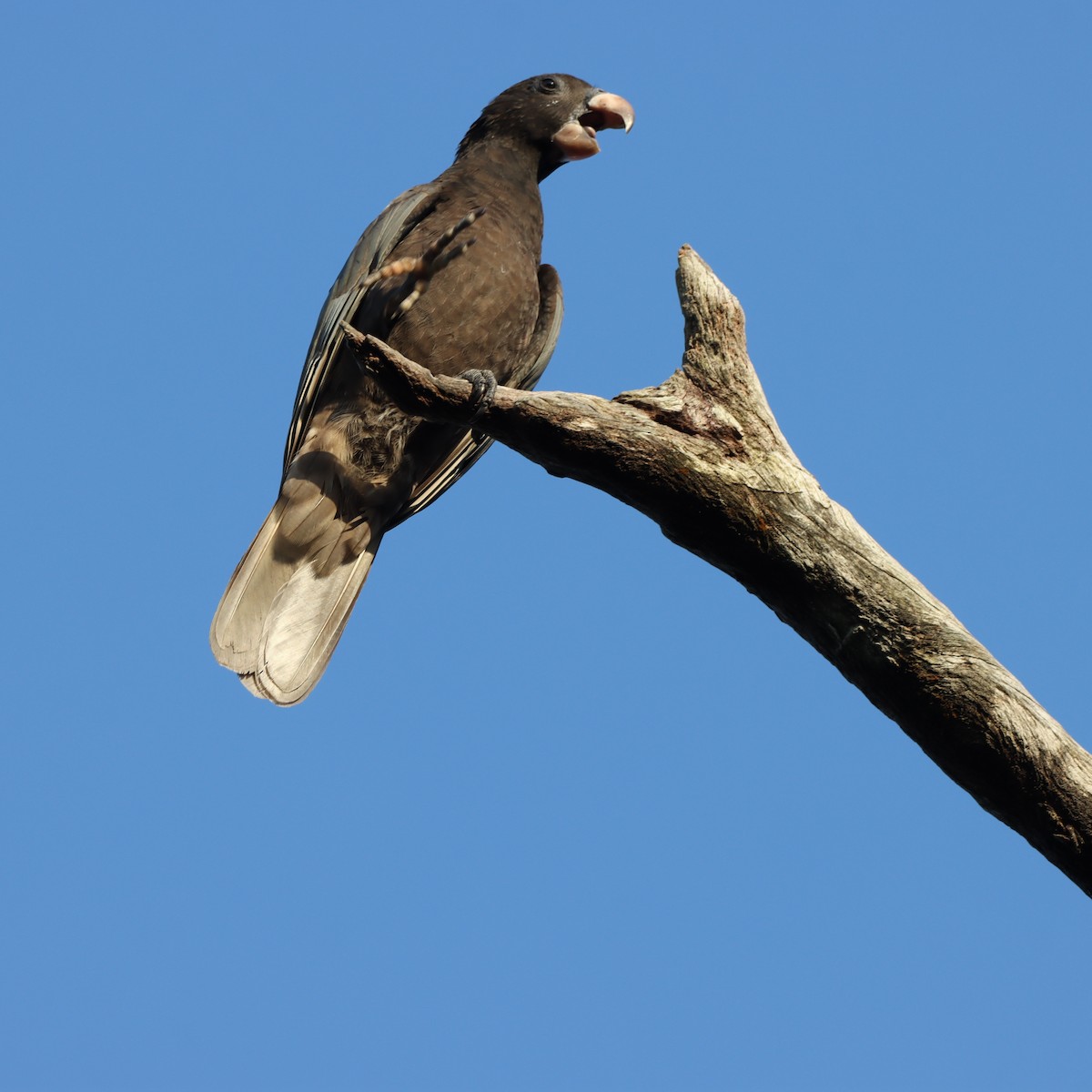 svartpapegøye - ML643989421