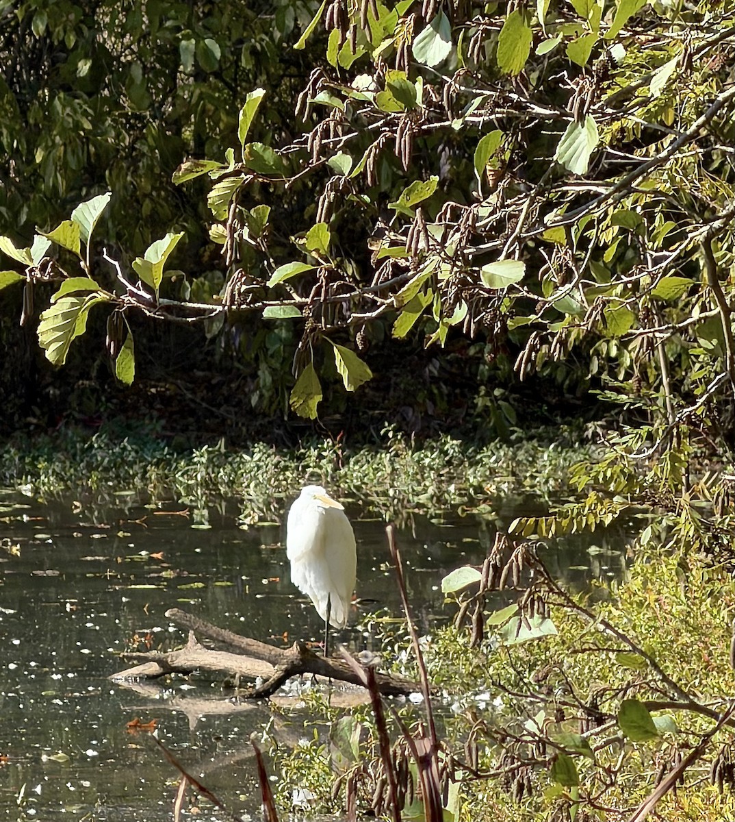 Great Egret - ML643989422