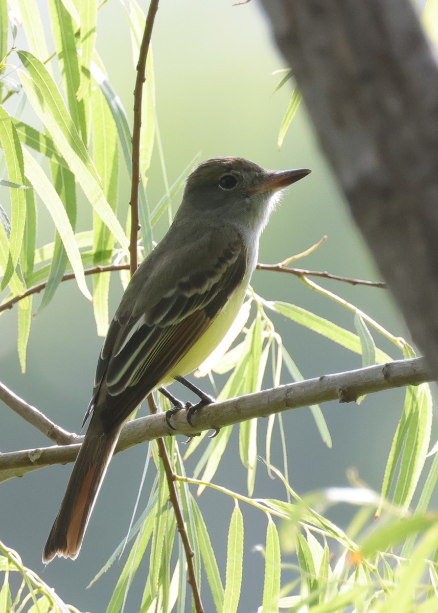 Tyran huppé - ML643989424