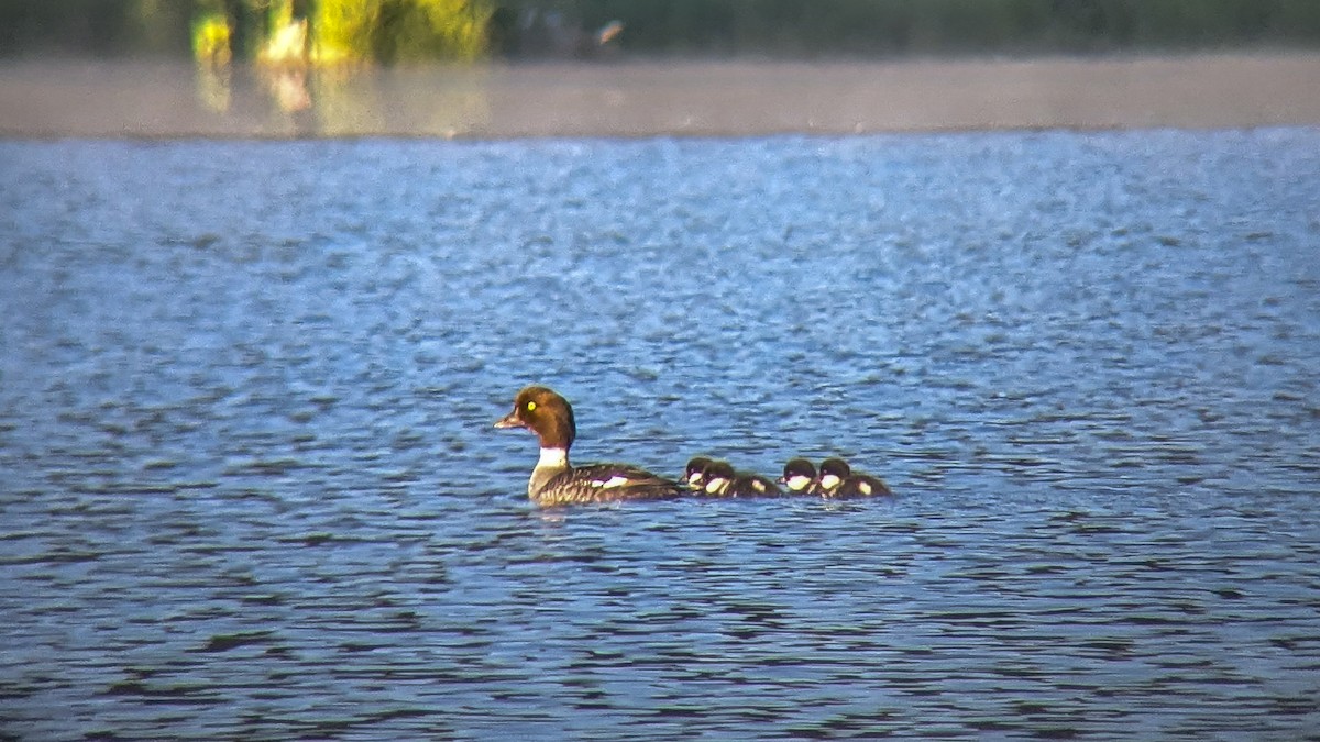 Barrow's Goldeneye - ML643989425