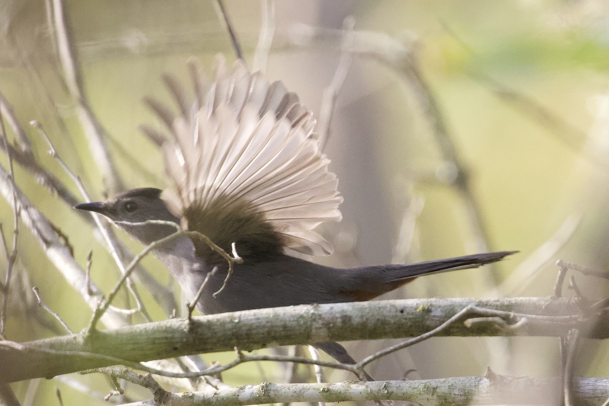 Gray Catbird - ML643989428