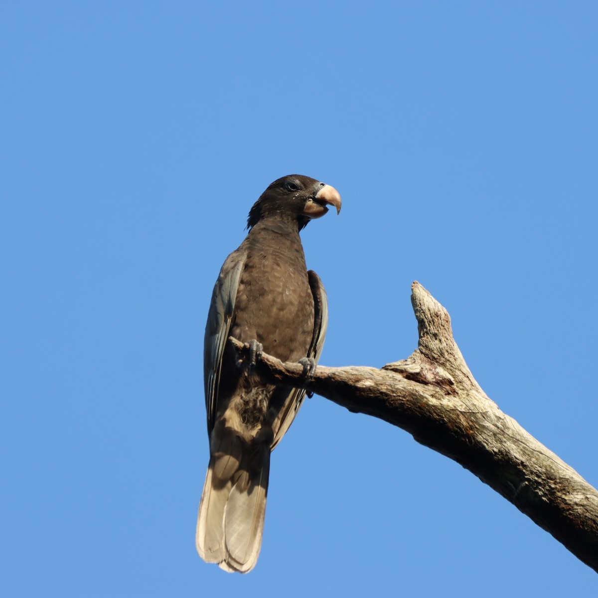 svartpapegøye - ML643989433