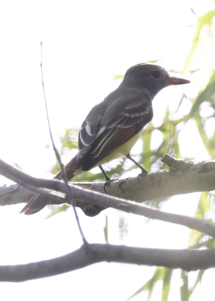 Tyran huppé - ML643989441