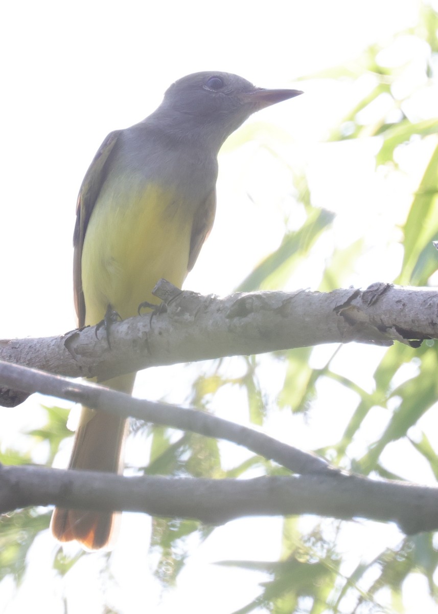 Tyran huppé - ML643989444