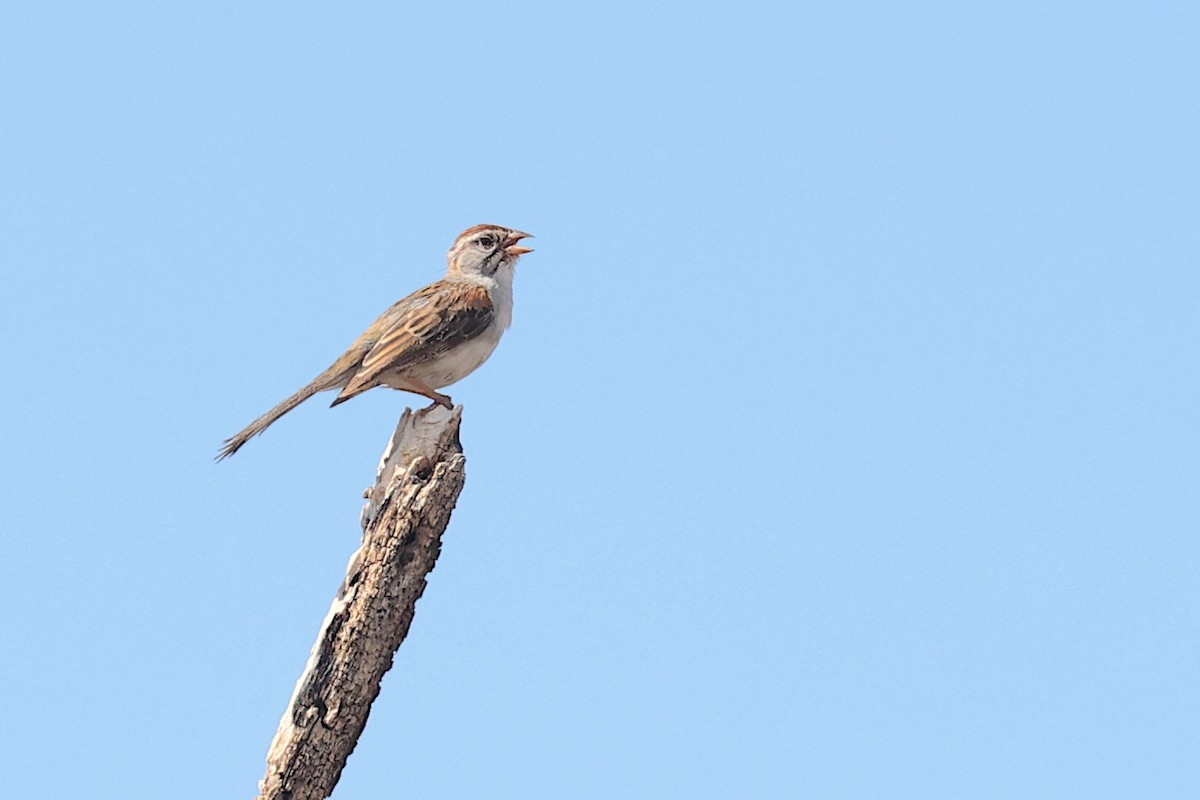 Rufous-winged Sparrow - ML643989446