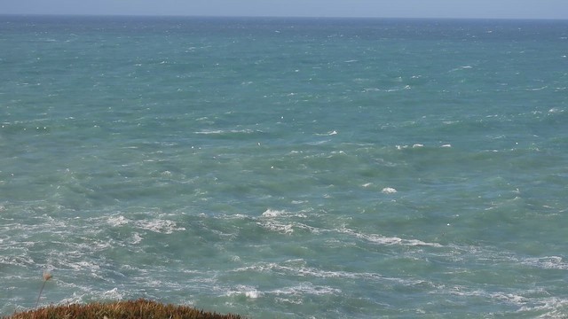 סולה מצויה - ML643989458