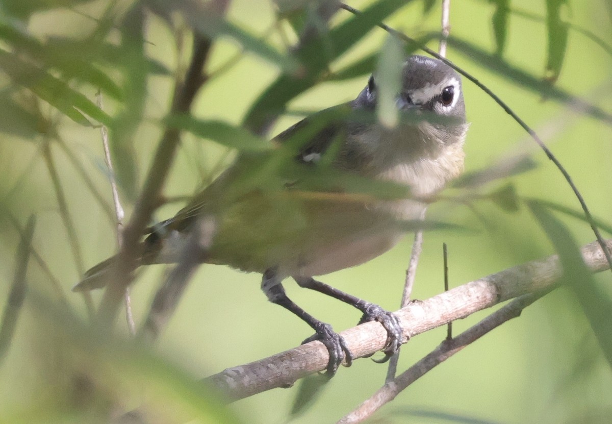 Graukopfvireo - ML643989461