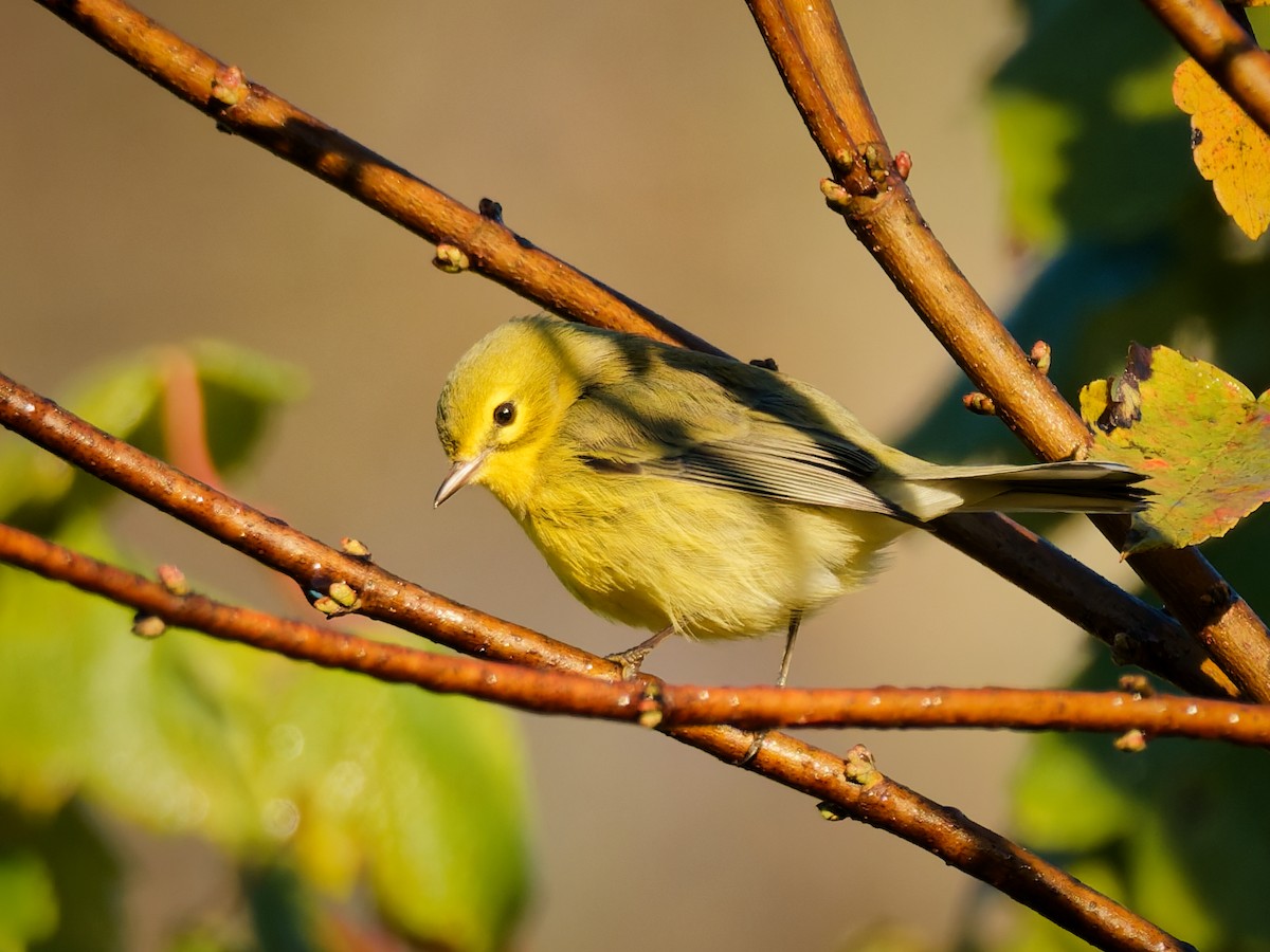Prairie Warbler - ML643989463