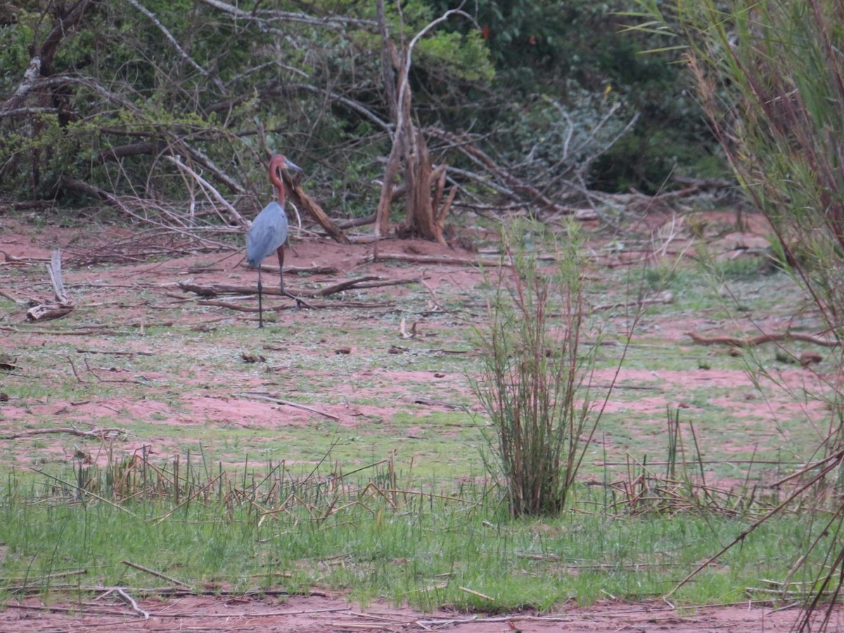 Goliath Heron - ML643989468