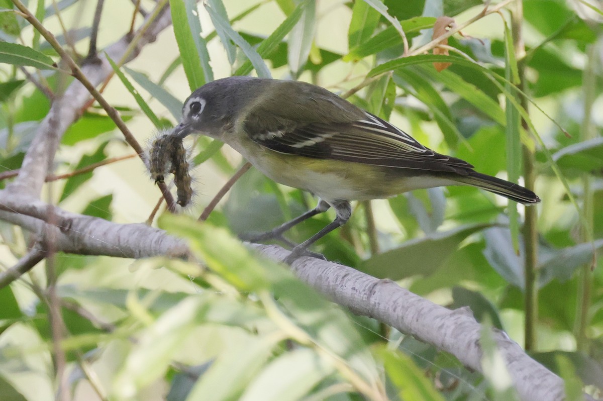 Graukopfvireo - ML643989478