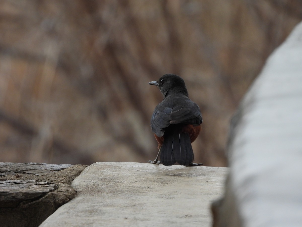 Mocking Cliff-Chat - ML643989479