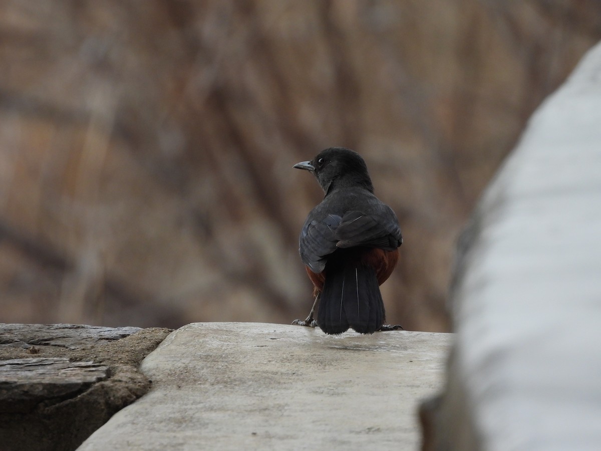 Mocking Cliff-Chat - ML643989480