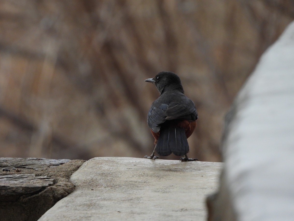 Mocking Cliff-Chat - ML643989481