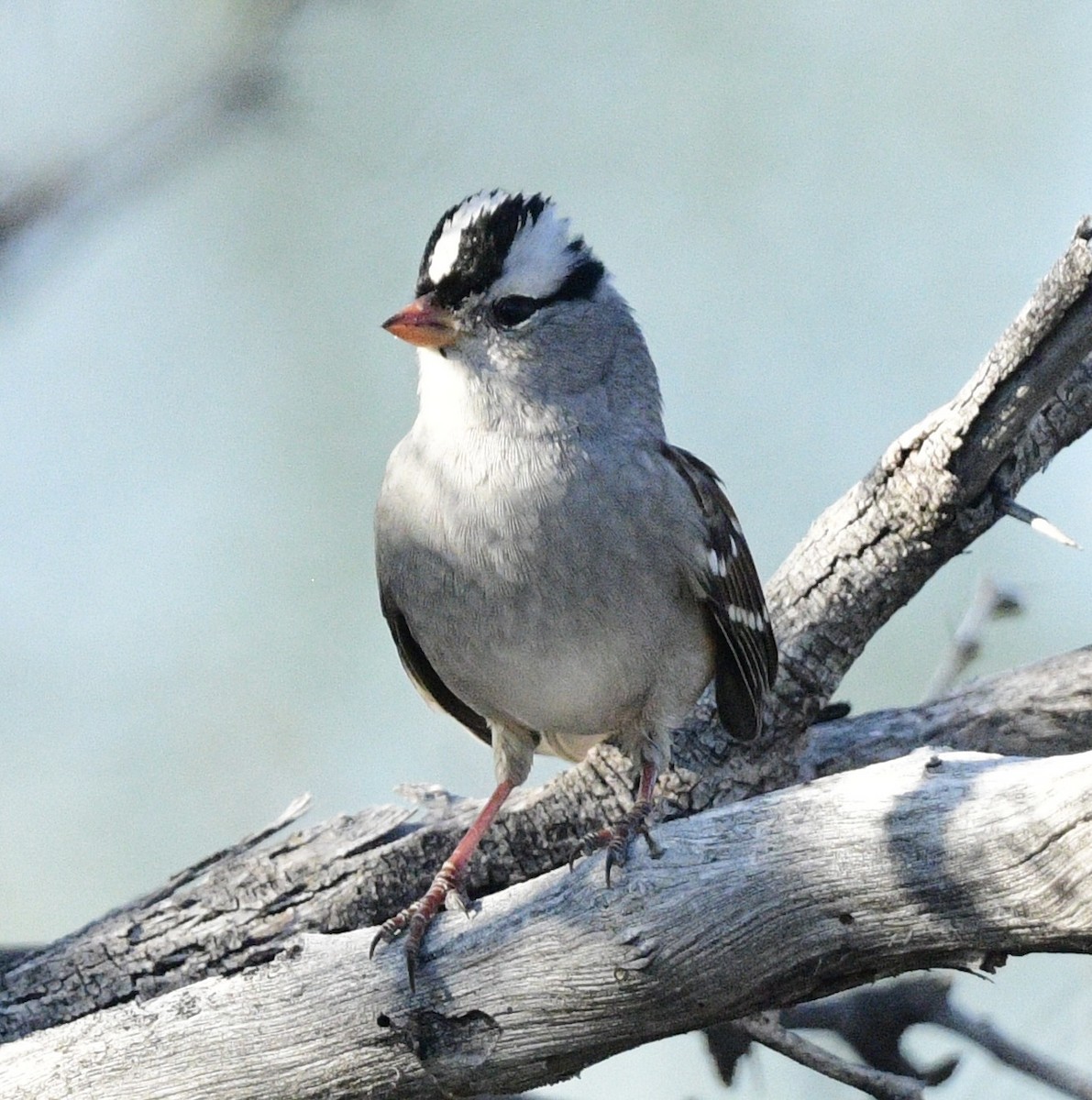 White-crowned Sparrow - ML643989496