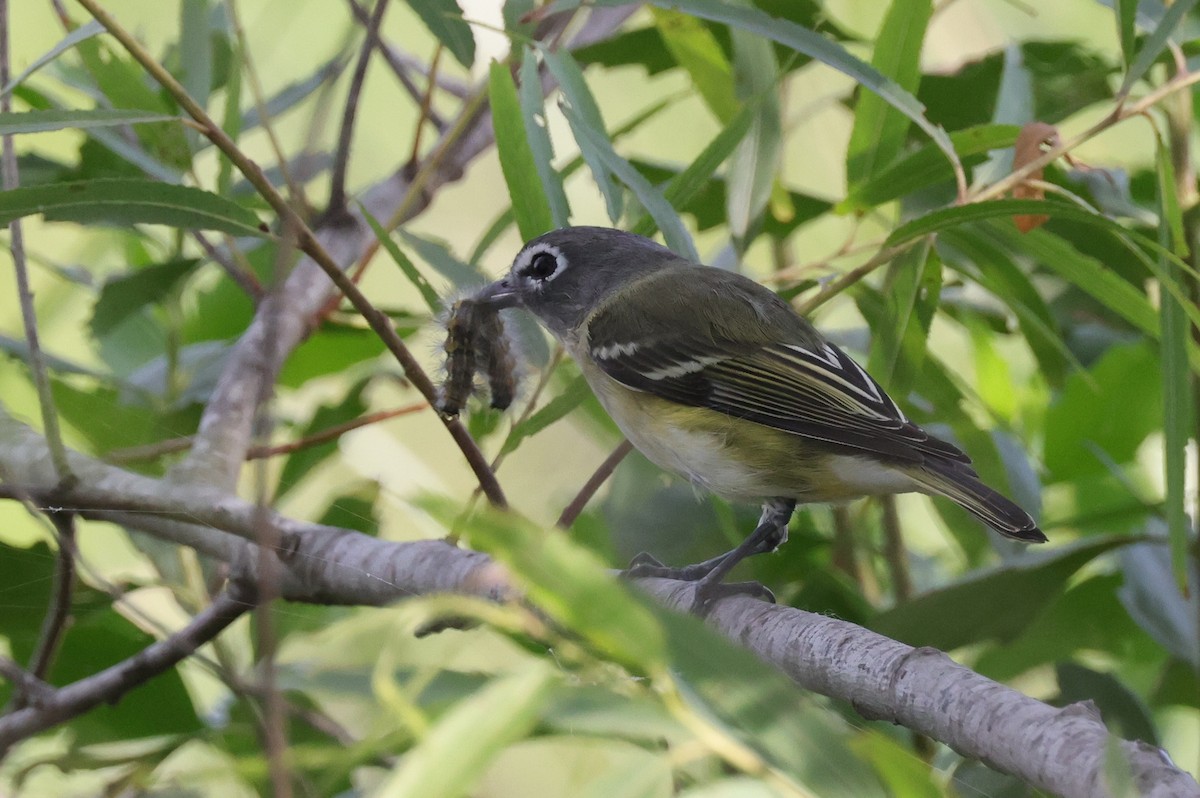 Graukopfvireo - ML643989497