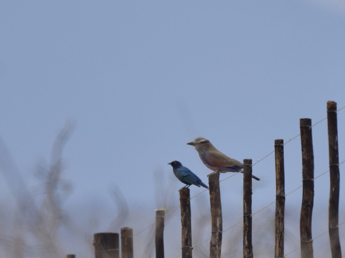 チャガシラニシブッポウソウ - ML643989511