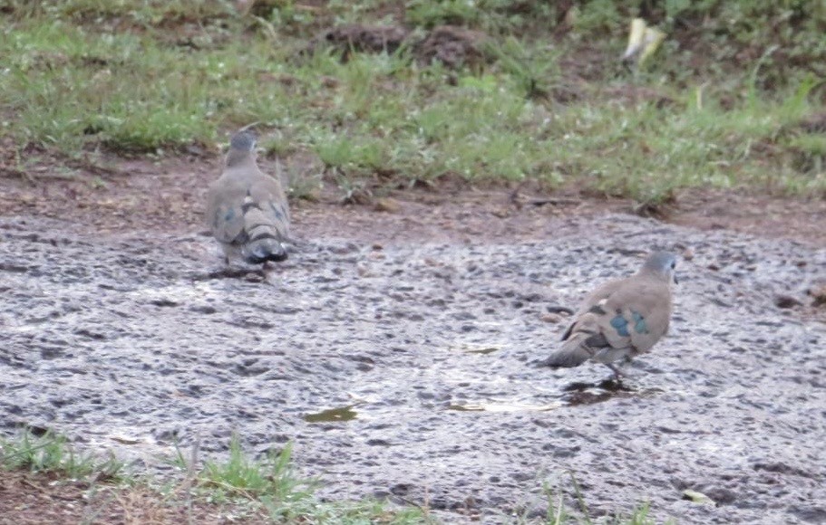 Emerald-spotted Wood-Dove - ML643989522