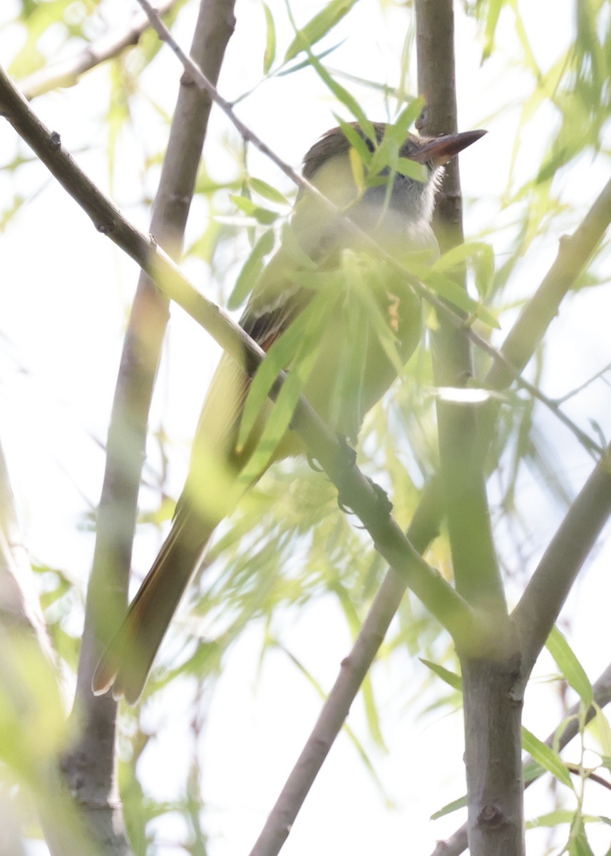 Myiarchus sp. - ML643989530