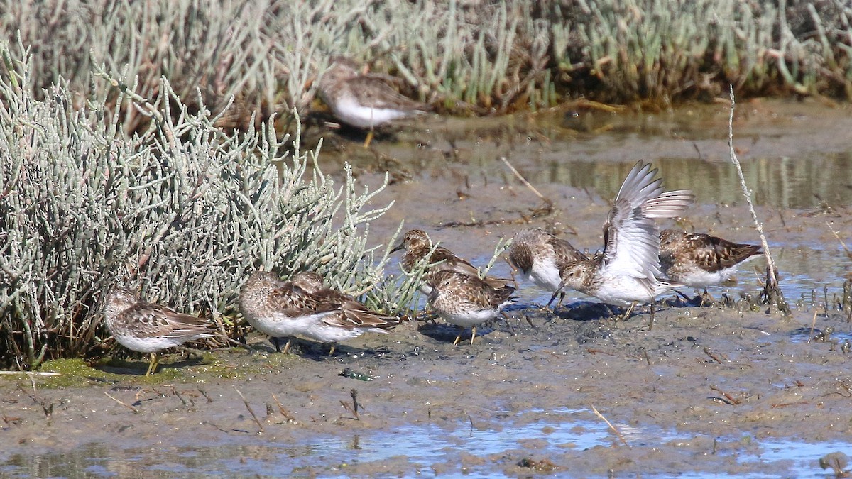 Least Sandpiper - ML643989544