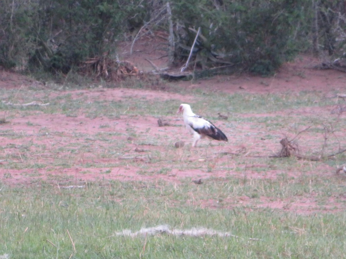 Palm-nut Vulture - ML643989561