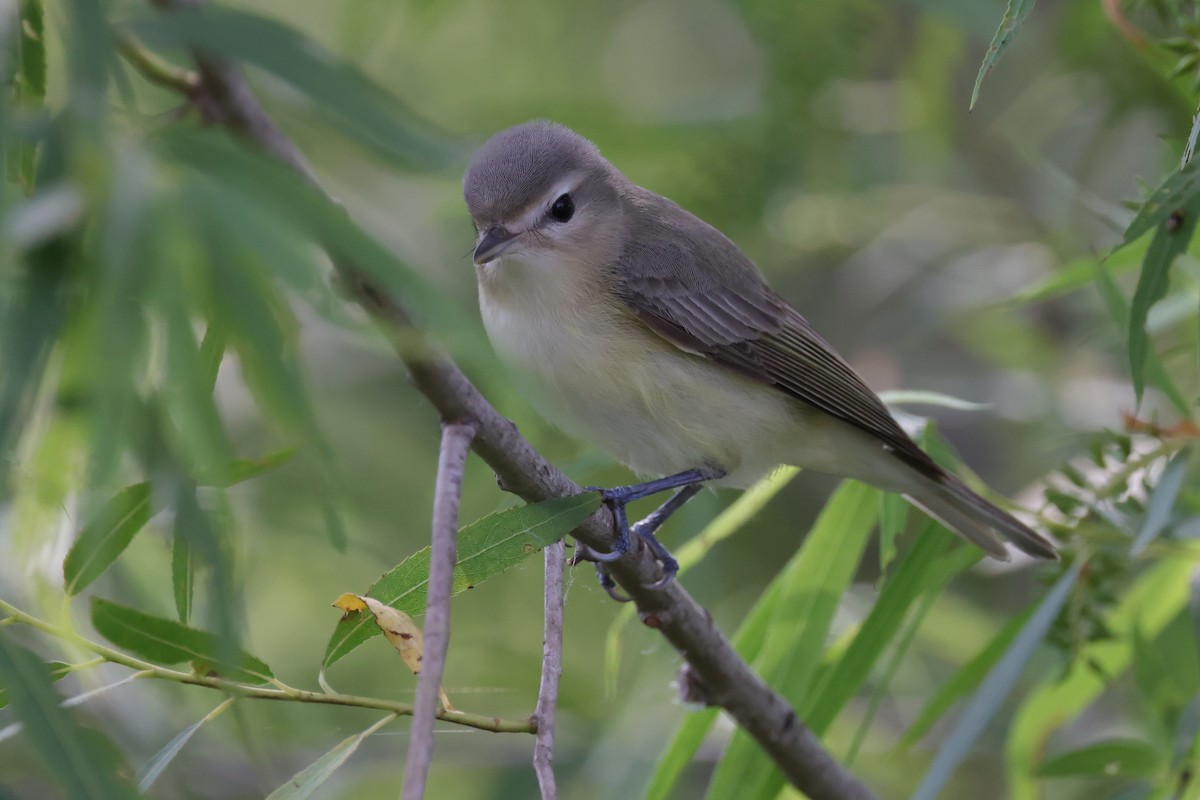 Viréo mélodieux ou V. de Swainson - ML643989564