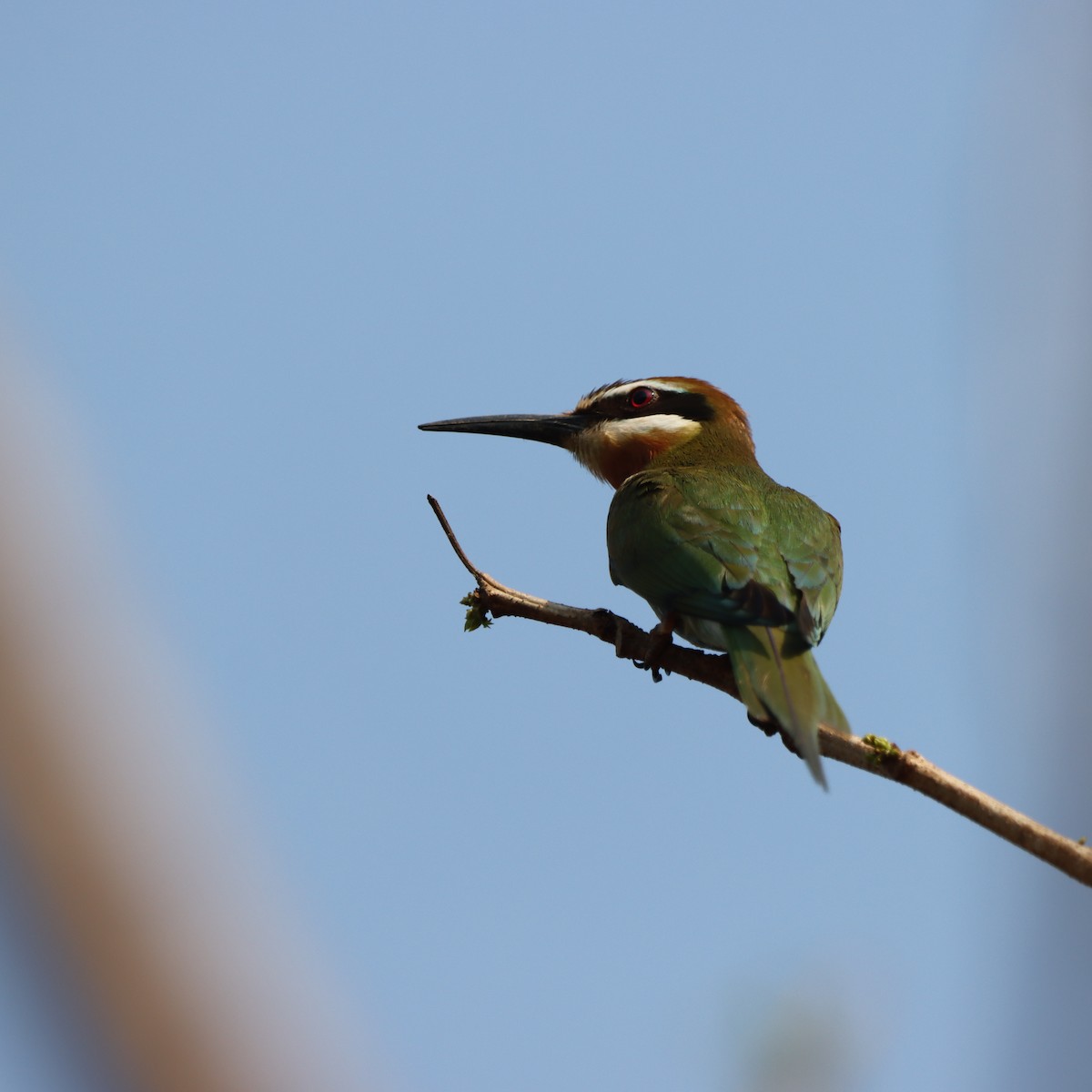Olive Bee-eater - ML643989565