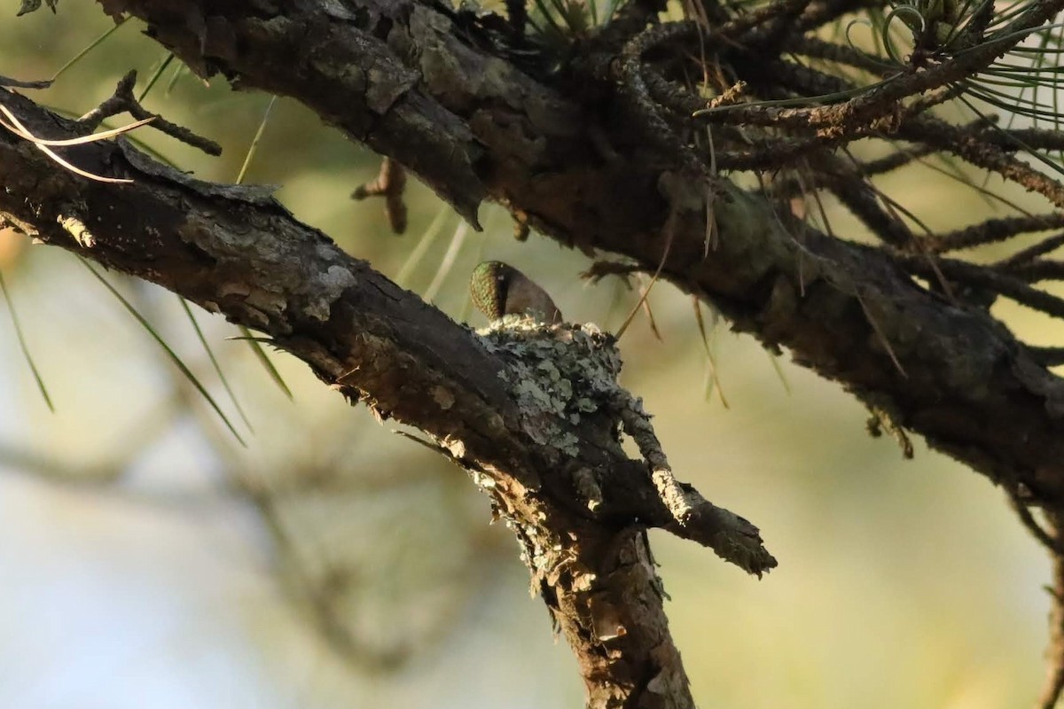 Ruby-throated Hummingbird - ML643989571