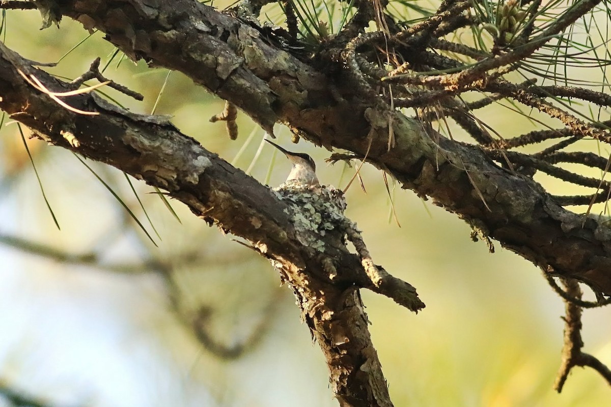 Ruby-throated Hummingbird - ML643989572