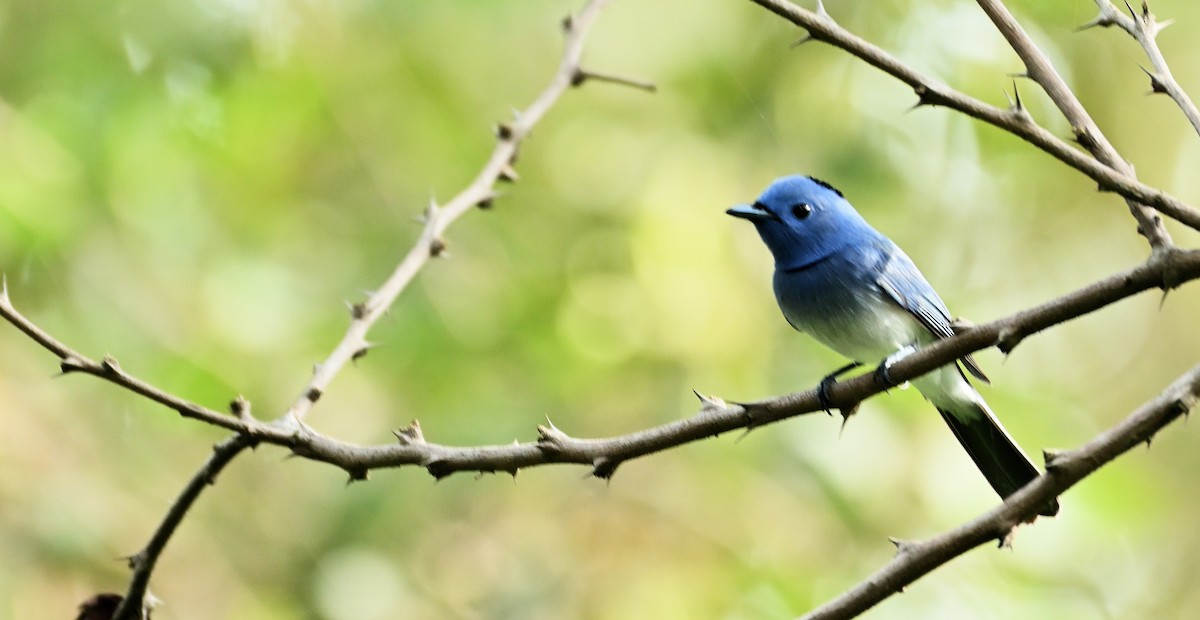 Tchitrec azuré - ML643989575