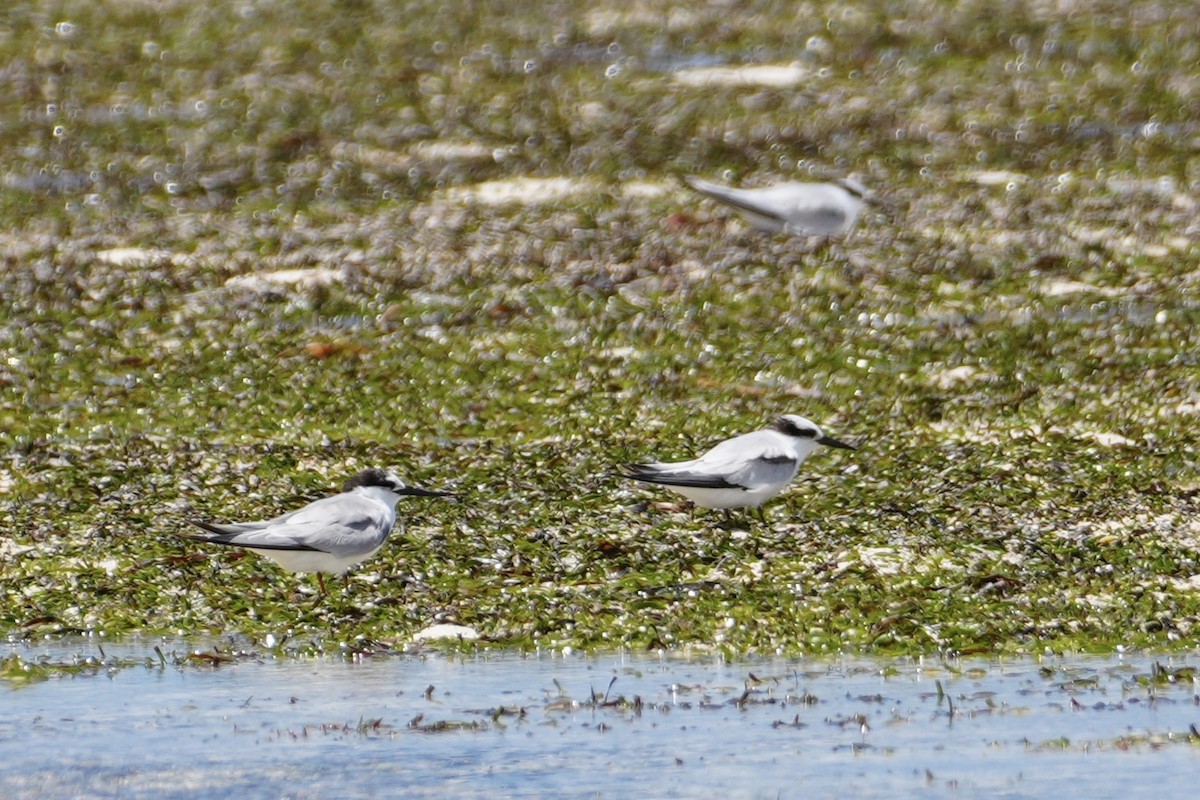 Saunders's Tern - ML643989580