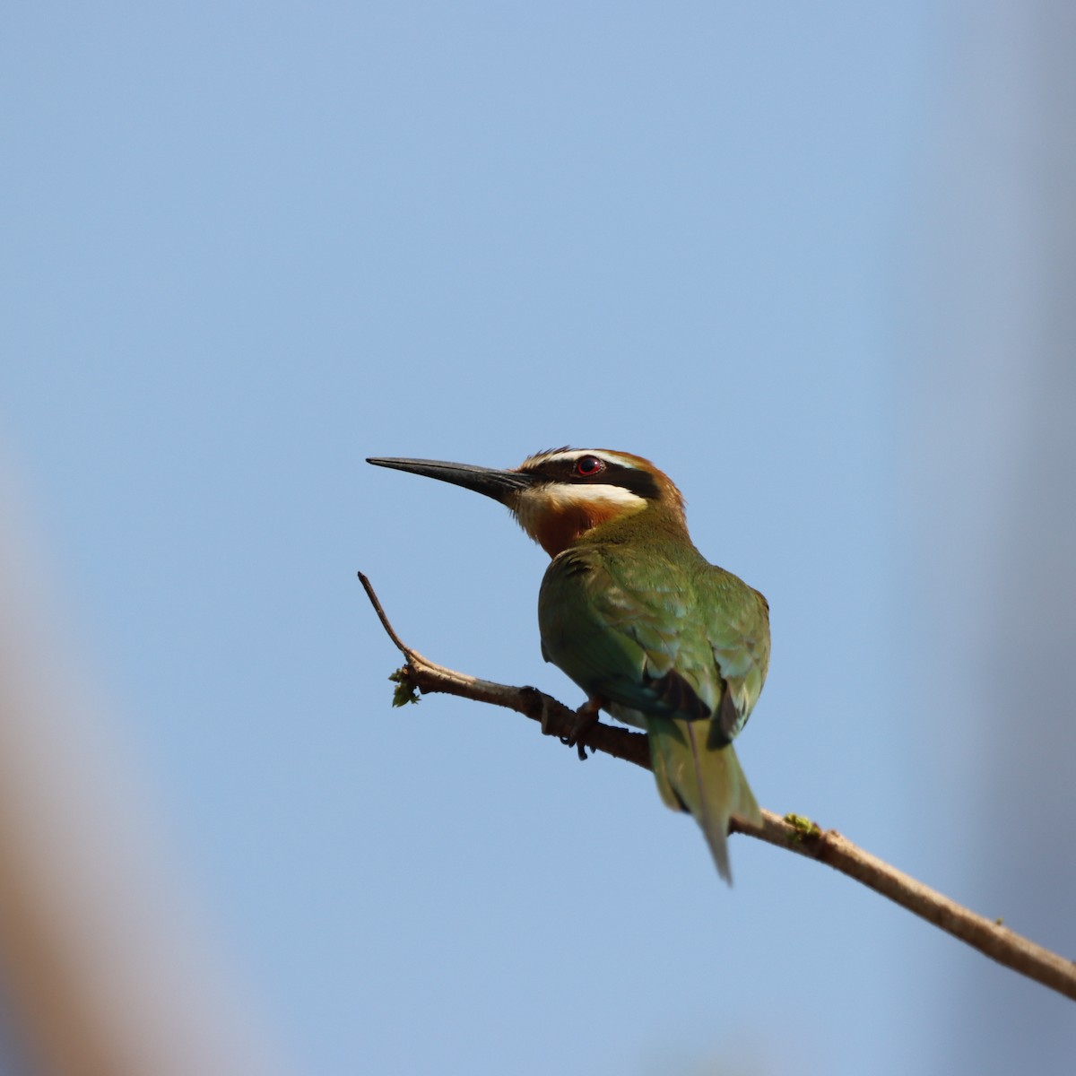 Olive Bee-eater - ML643989587