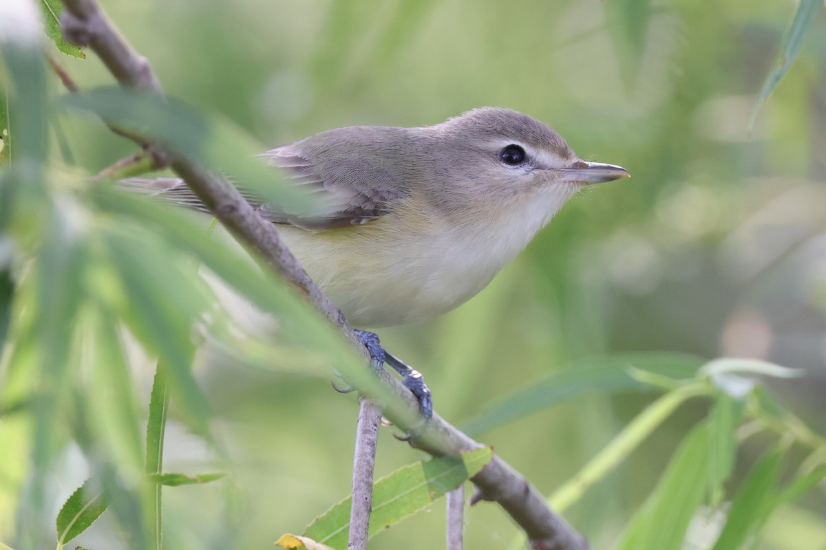 Viréo mélodieux ou V. de Swainson - ML643989592