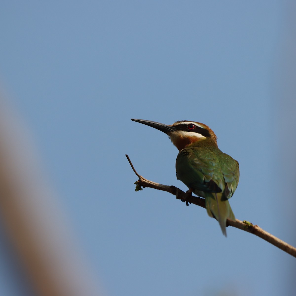 Olive Bee-eater - ML643989593