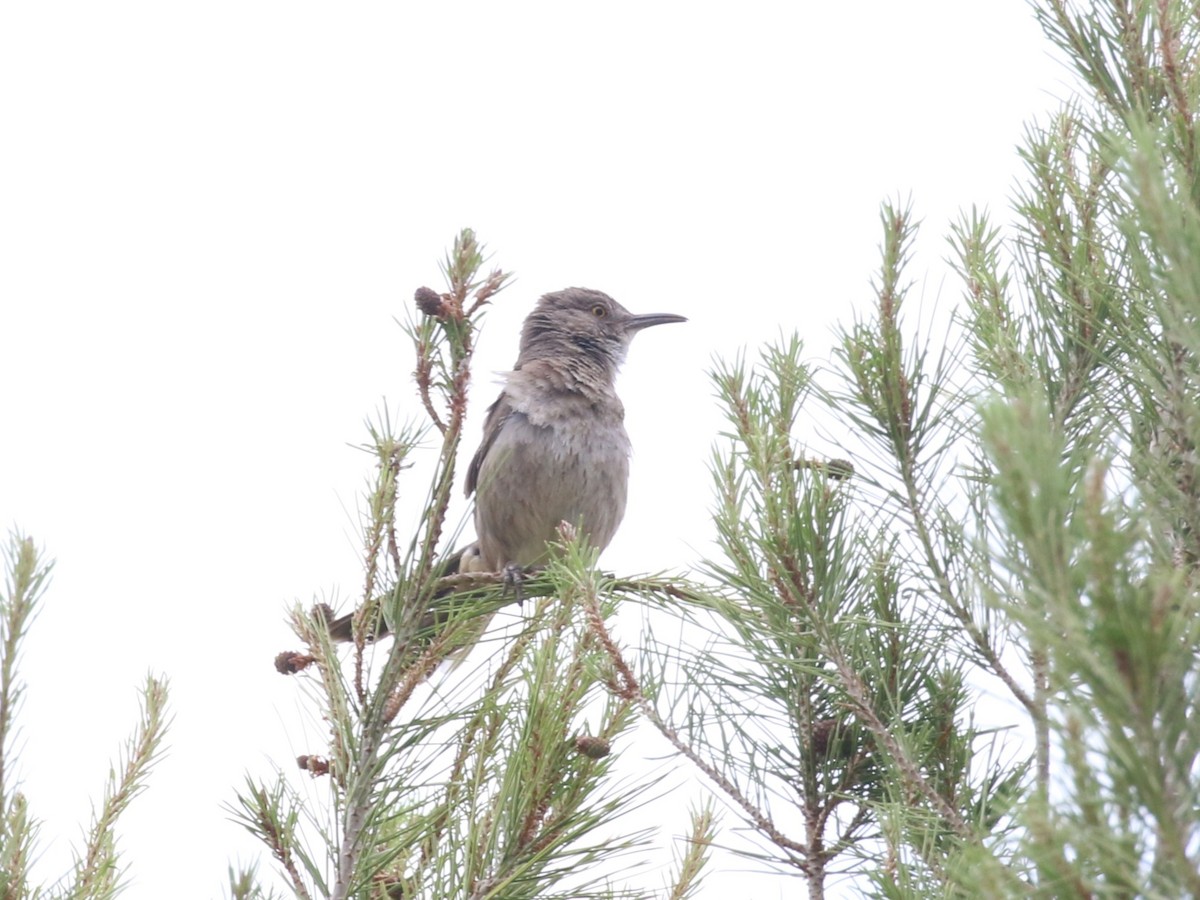 Bendire's Thrasher - ML643989598