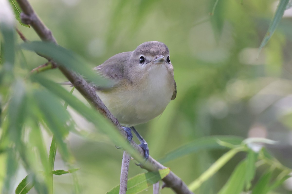 Viréo mélodieux ou V. de Swainson - ML643989602
