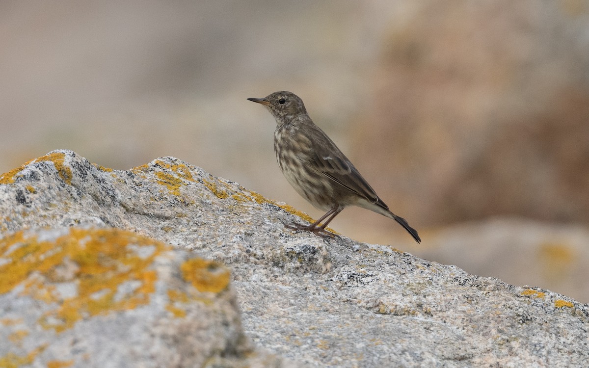 Rock Pipit (Western) - ML643989618