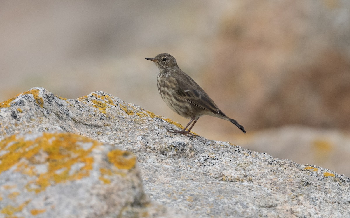 Rock Pipit (Western) - ML643989619