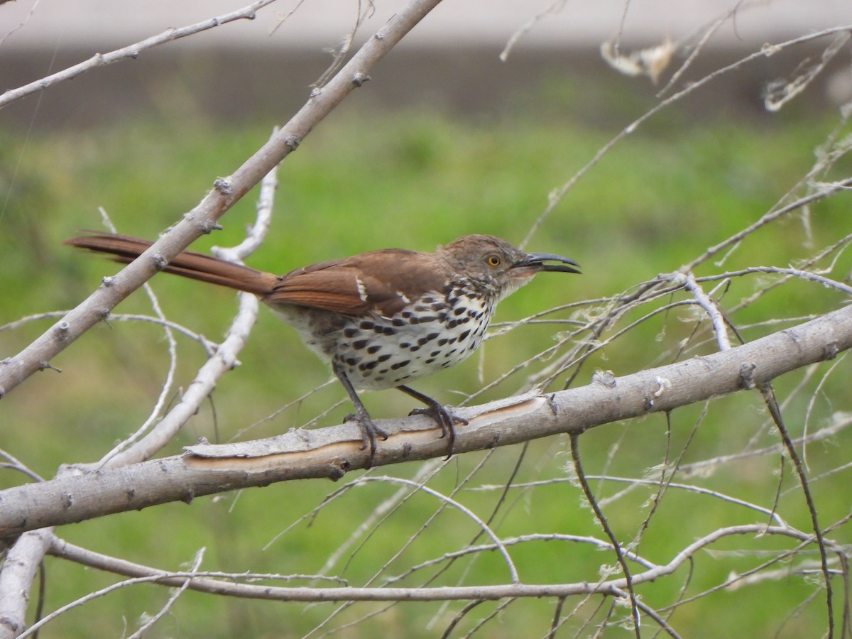 Long-billed Thrasher - ML643989622