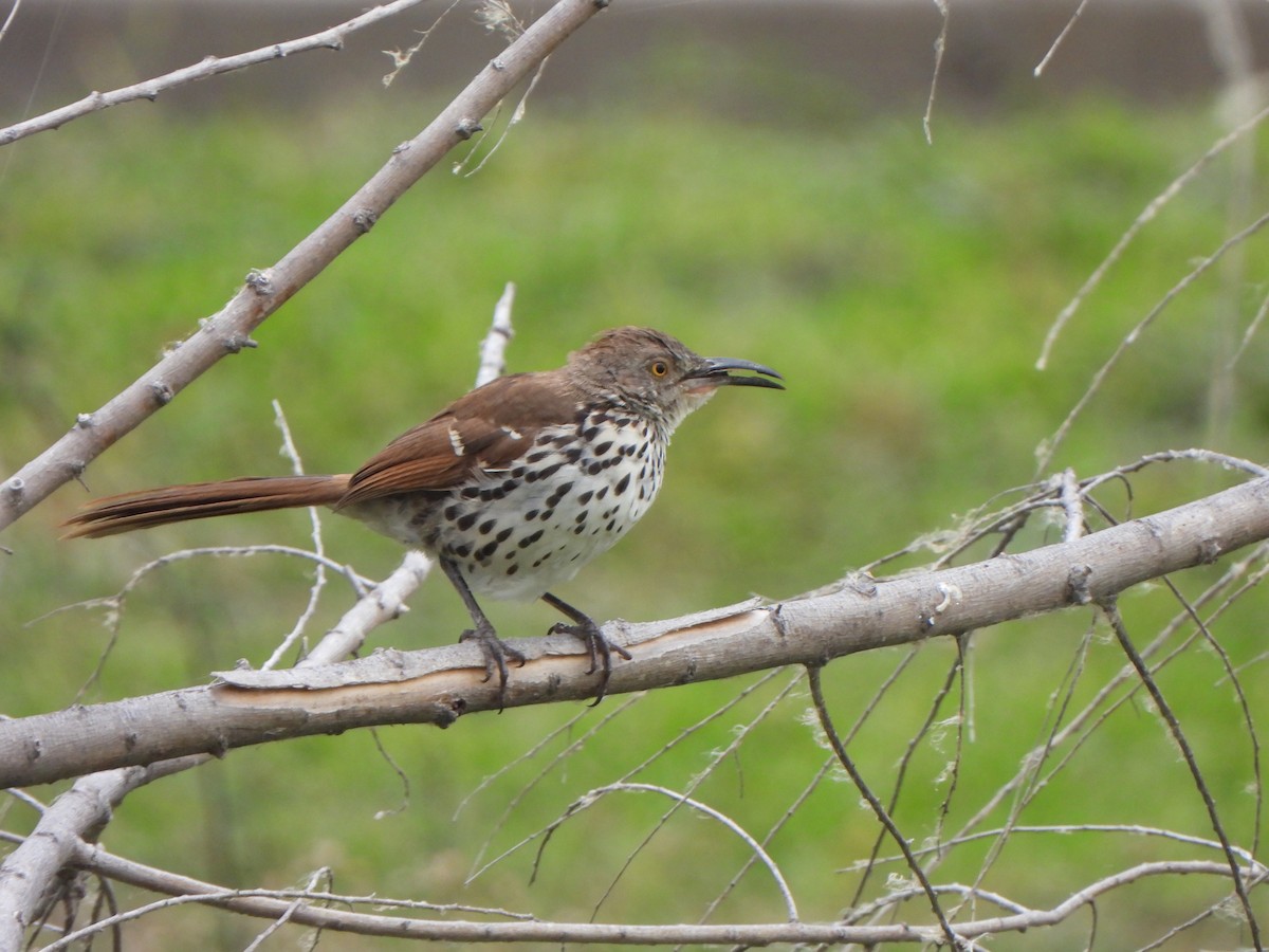 Long-billed Thrasher - ML643989623