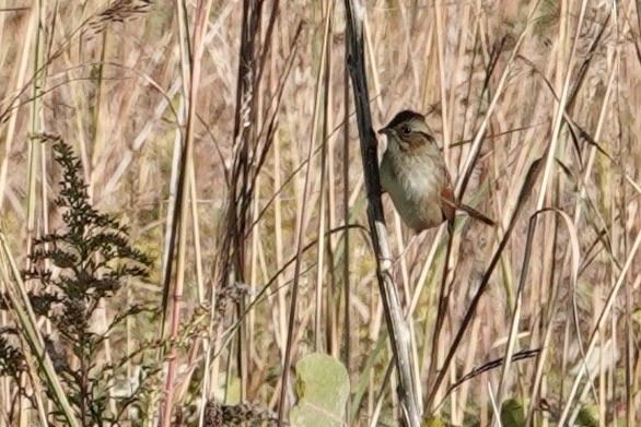 Swamp Sparrow - ML643989625