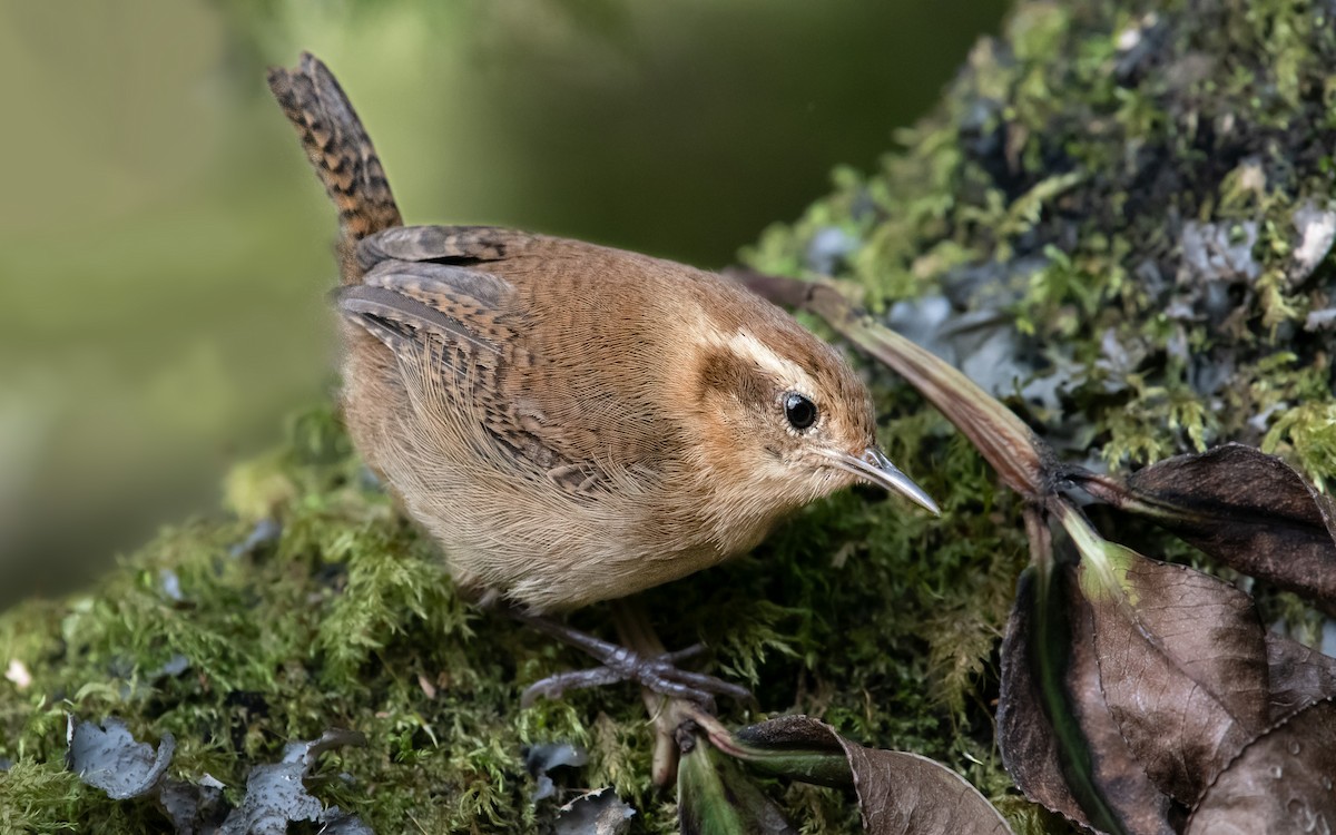 Mountain Wren - ML643989626