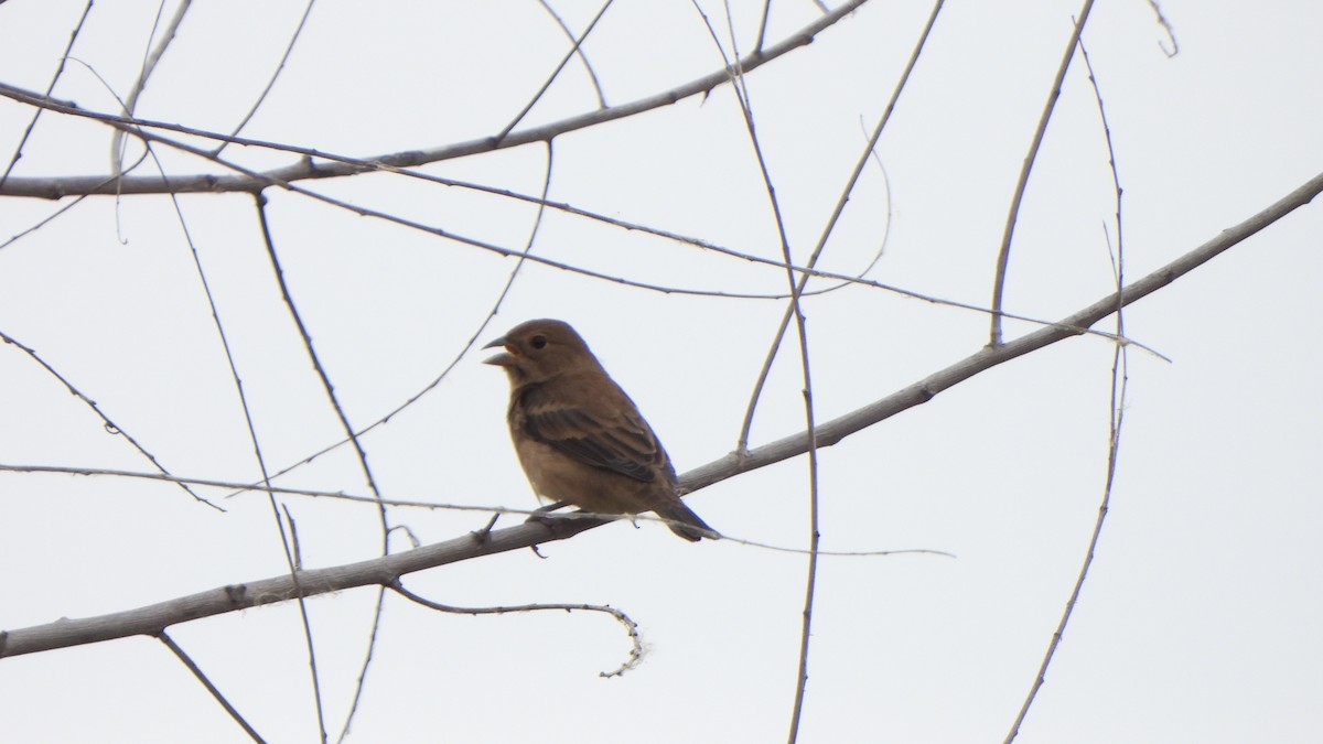 Indigo Bunting - ML643989629