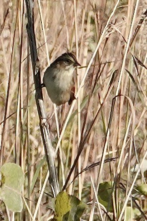 Swamp Sparrow - ML643989630