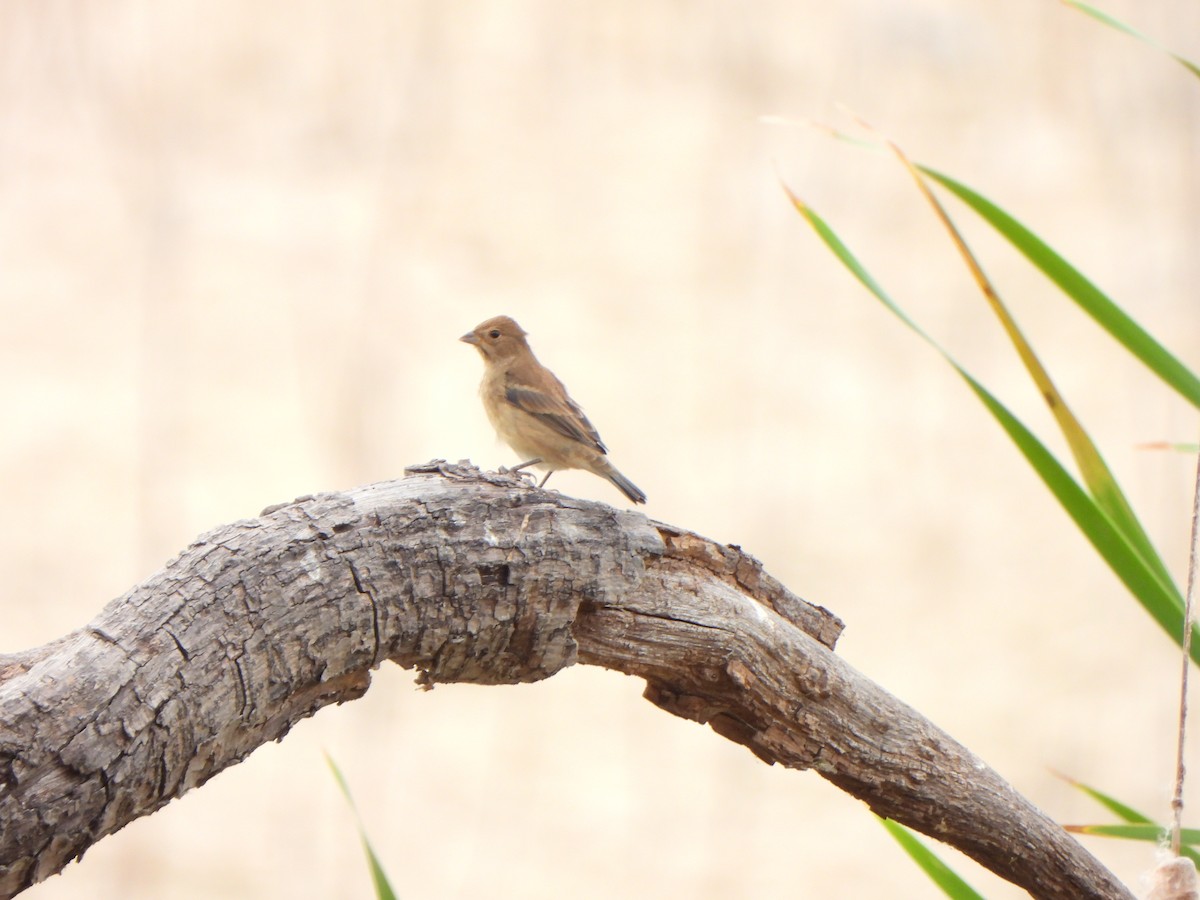Indigo Bunting - ML643989631