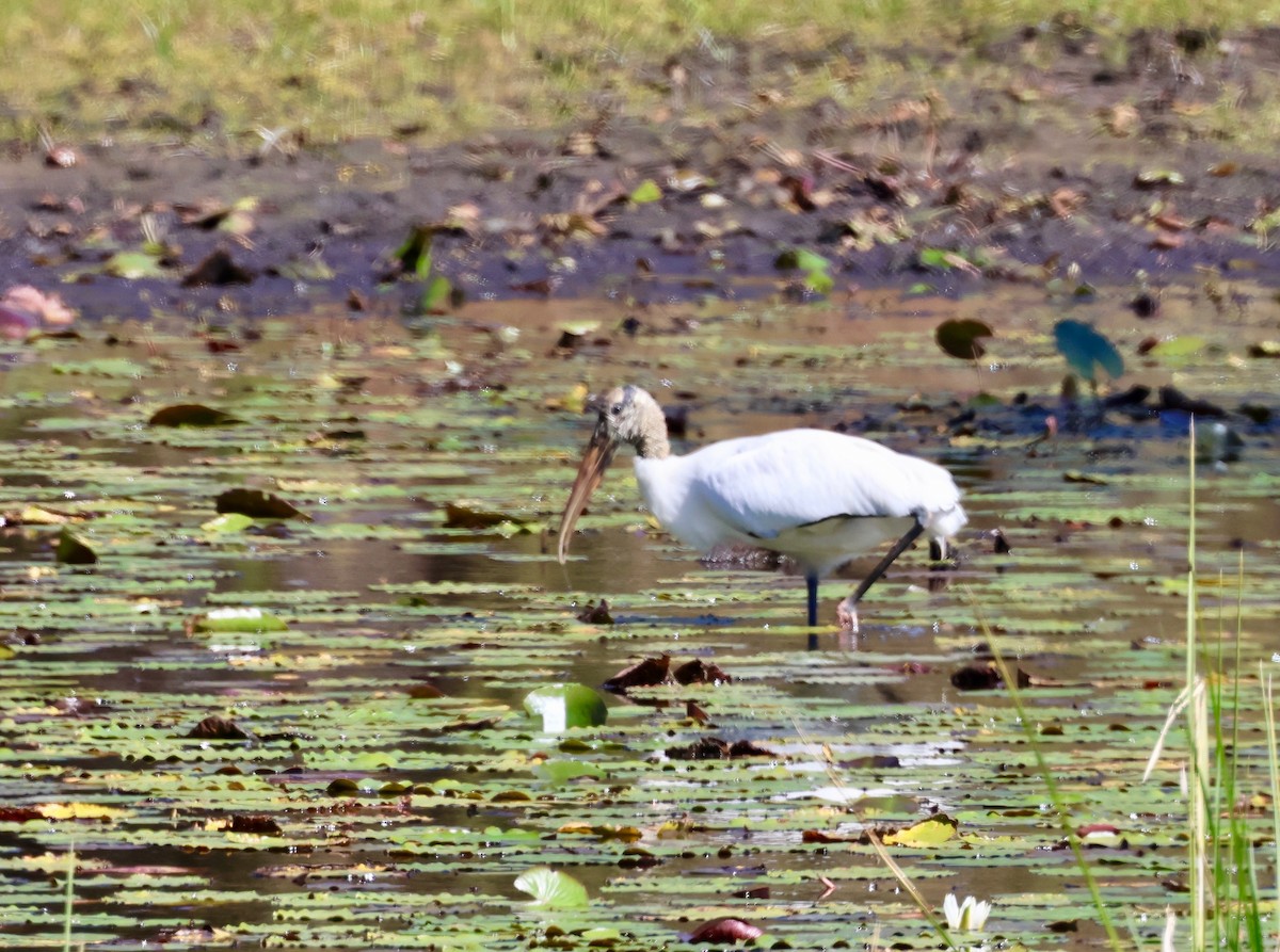 Wood Stork - ML643989639