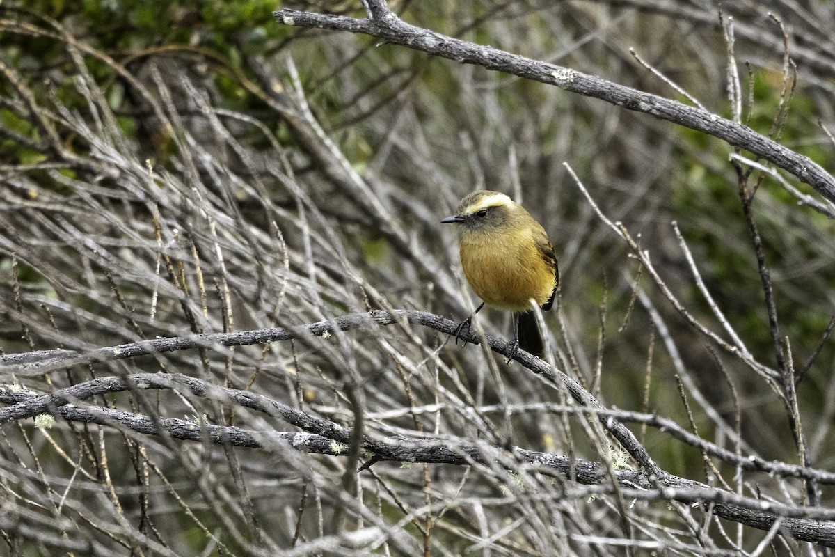 Brown-backed Chat-Tyrant - ML643989648