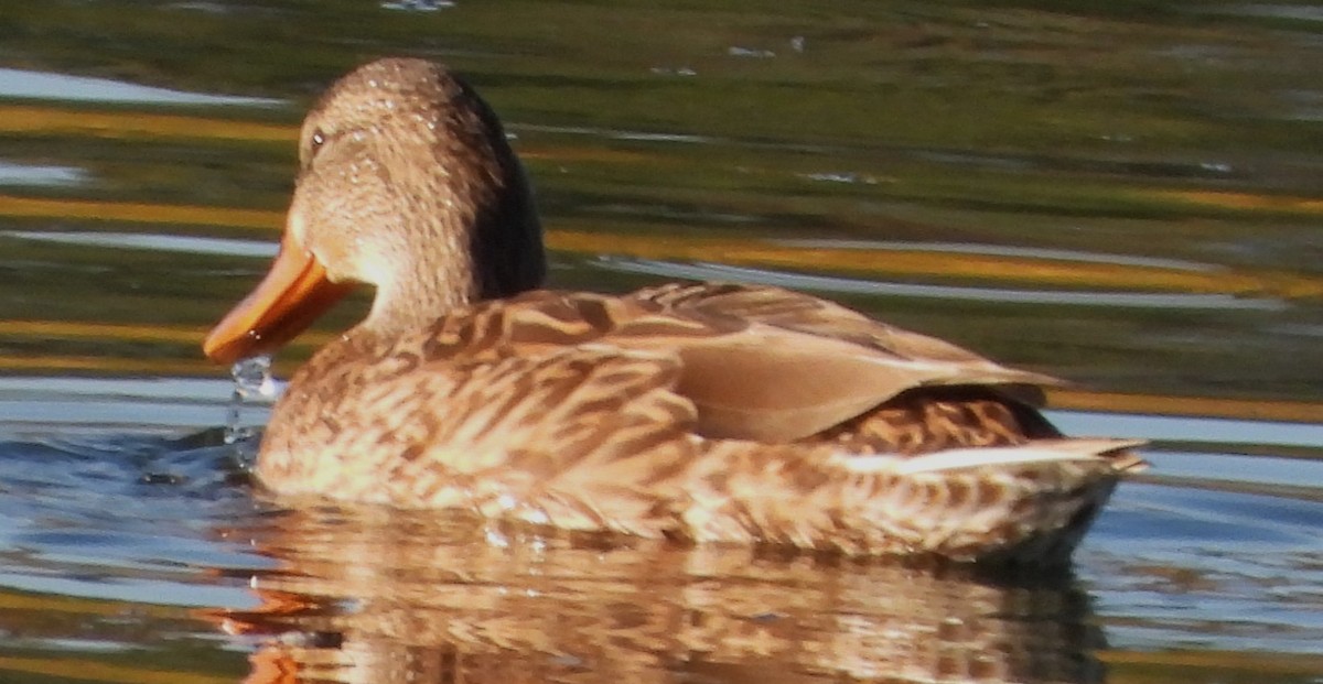 Canard souchet - ML643989659