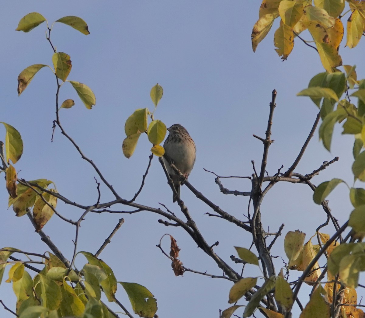 Vesper Sparrow - ML643989670
