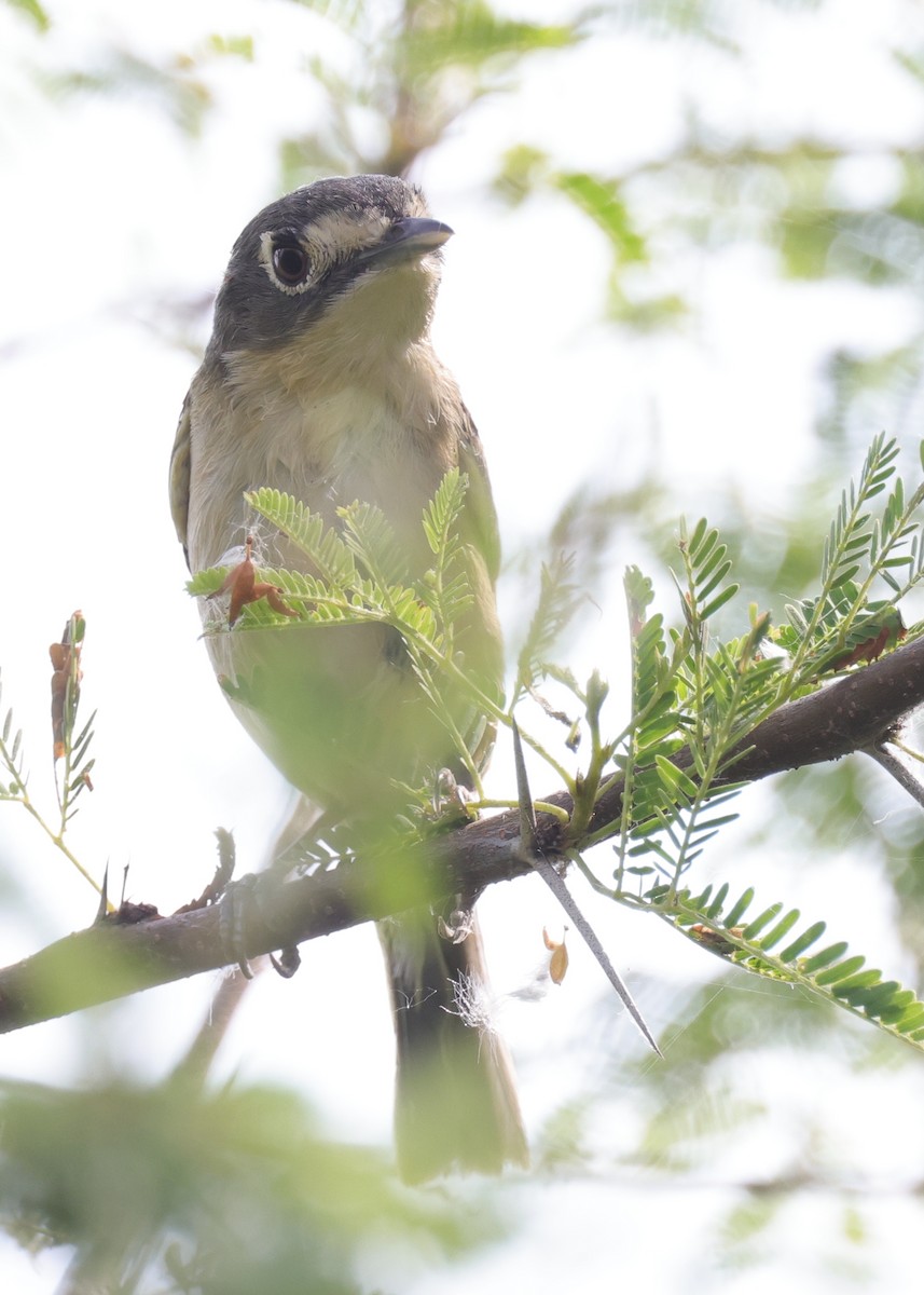 Viréo à tête noire - ML643989671