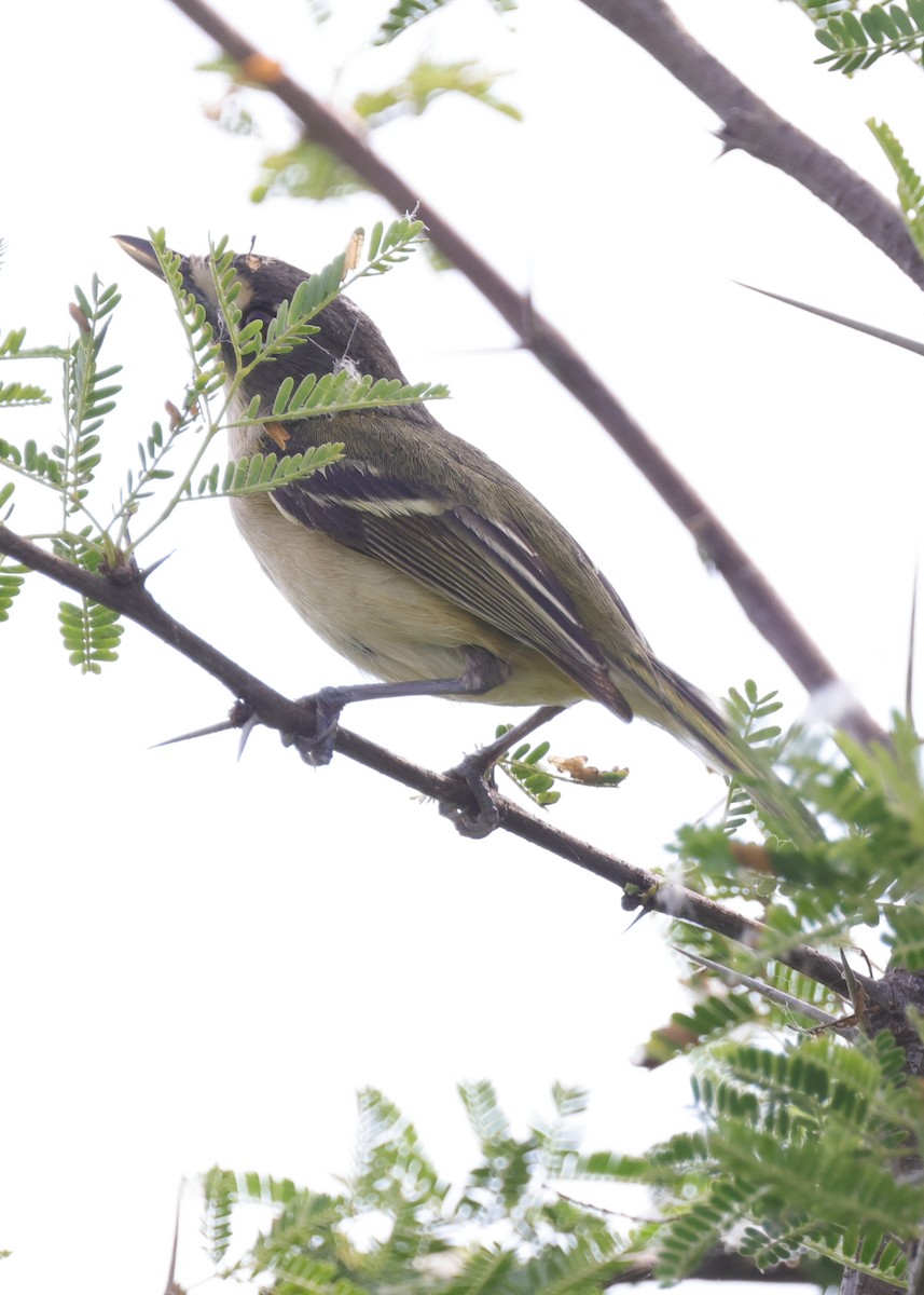 Viréo à tête noire - ML643989681